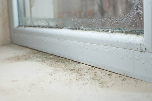 Best Attic Mold Removal  in New Wilmington, PA